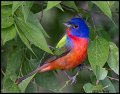 _2SB9490 painted bunting